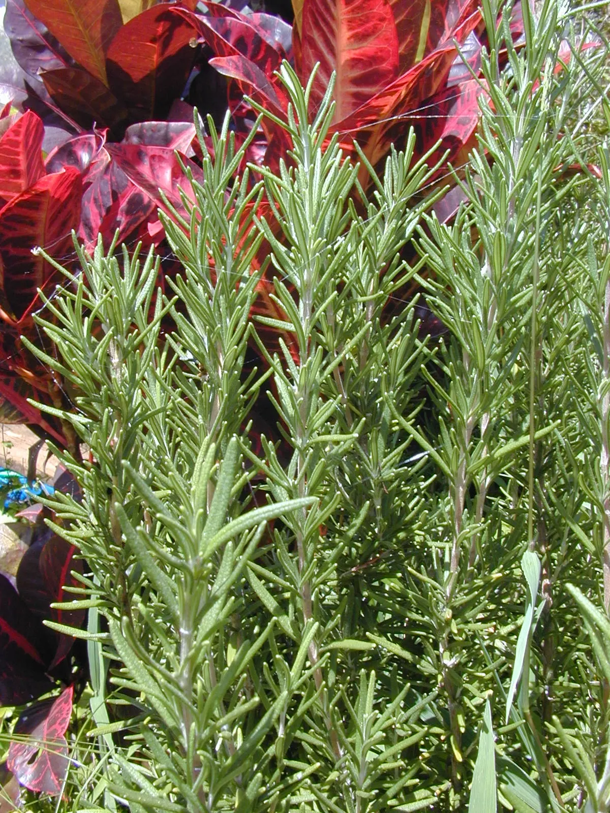 Rosemary (Rosmarinus Officinalis) — or as a part of a herb garden or xeriscape; consider its utility as a border plant