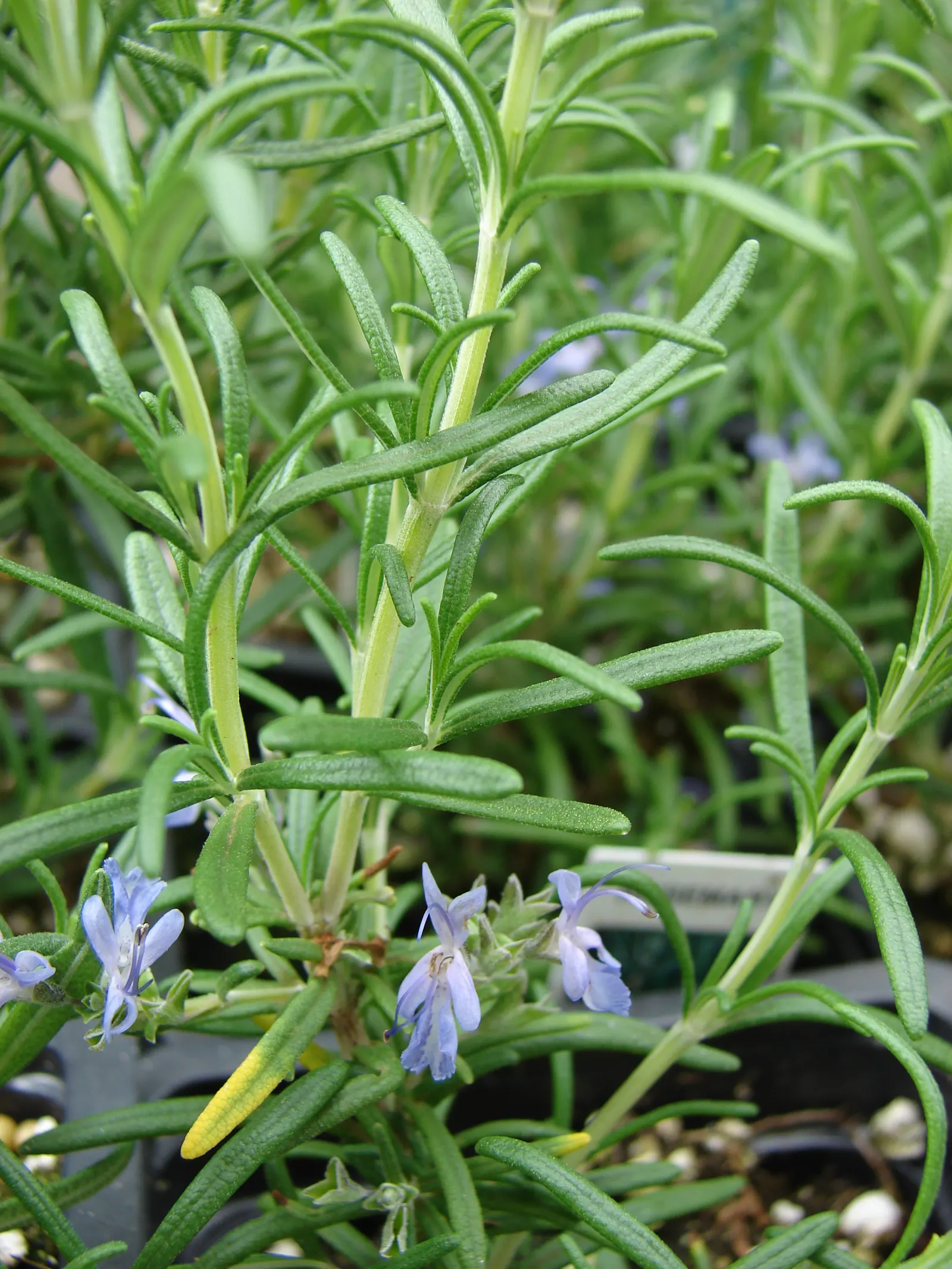 Rosemary (Rosmarinus Officinalis) — herb with blue blooms; typically reaching heights of 3 to 5 feet with a comparable spread