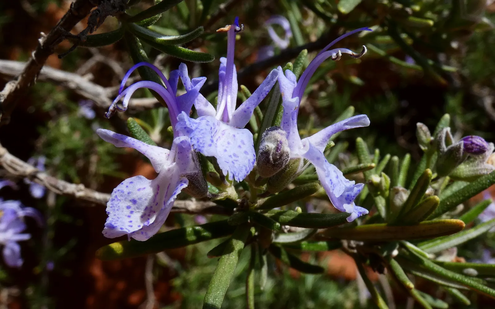 Rosemary (Rosmarinus Officinalis) — or as a part of a herb garden or xeriscape; consider its utility as a border plant, image 57