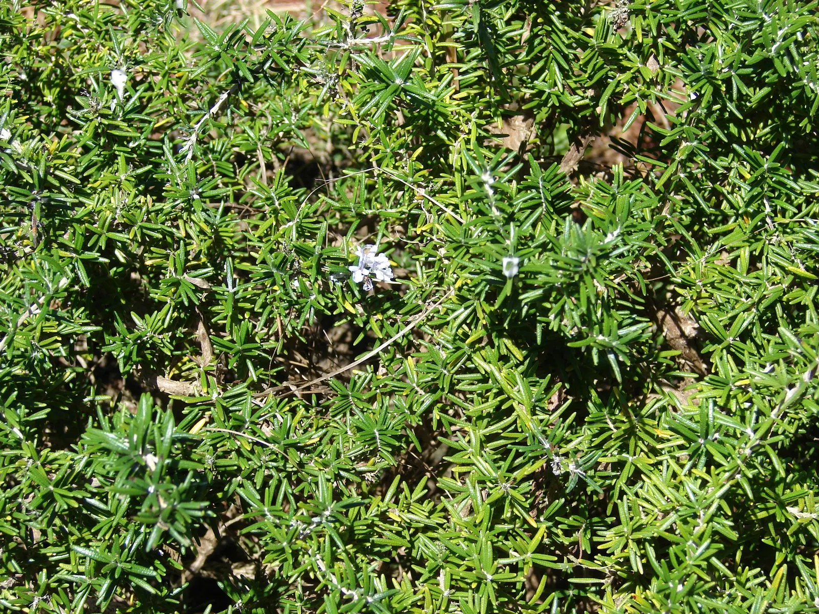Rosemary (Rosmarinus Officinalis) — consider its utility as a border plant; renowned for its versatility and resilience in various landscape settings