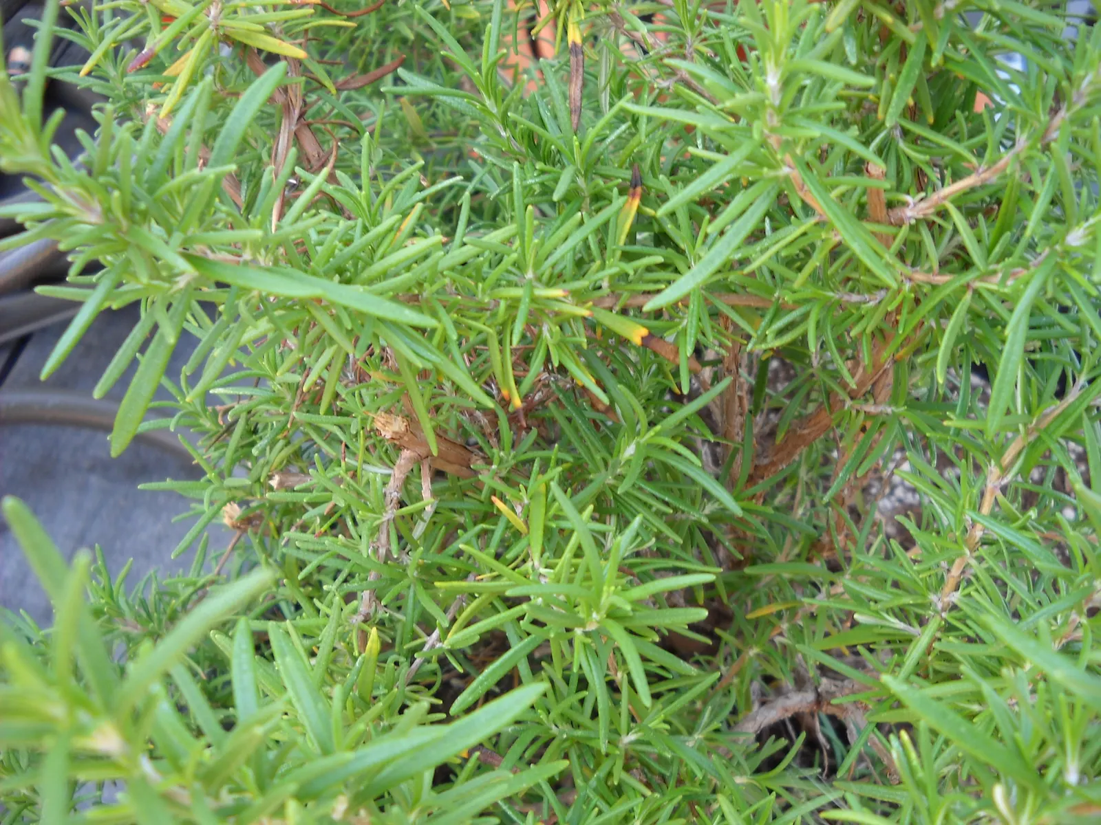 Rosemary (Rosmarinus Officinalis) — Rosemary thrives in well-drained soils and flourishes in full sun; rosemary (Rosmarinus officinalis) is a, image 52