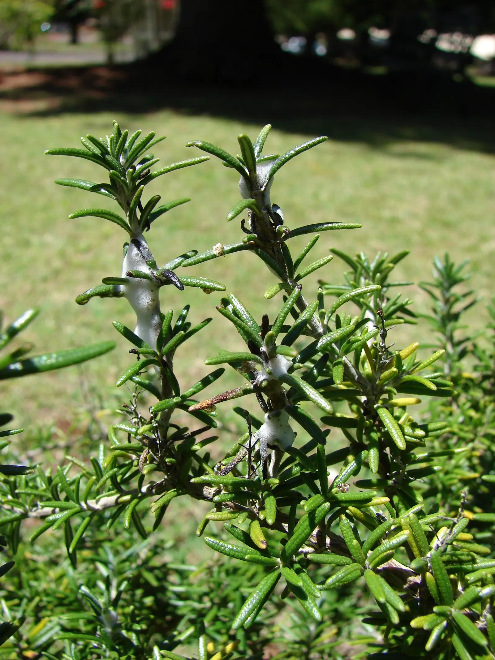 Rosemary (Rosmarinus Officinalis) — Rosemary (Rosmarinus officinalis) is a fragrant; its drought resistance makes it ideal for xeriscaping, image 41