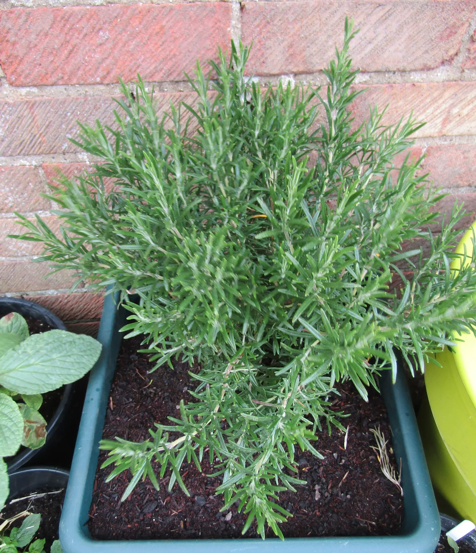 Rosemary (Rosmarinus Officinalis) — evergreen perennial herb valued for its needle-like leaves and woody stems; rosemary's dense foliage of, image 122