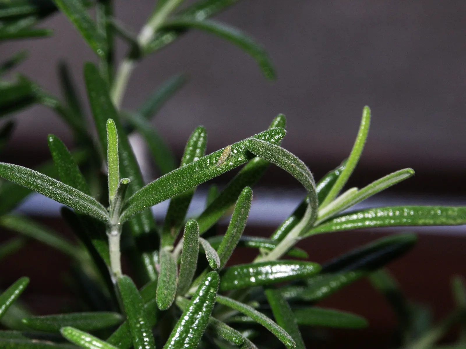 Rosemary (Rosmarinus Officinalis) — herb with blue blooms; typically reaching heights of 3 to 5 feet with a comparable spread, image 59