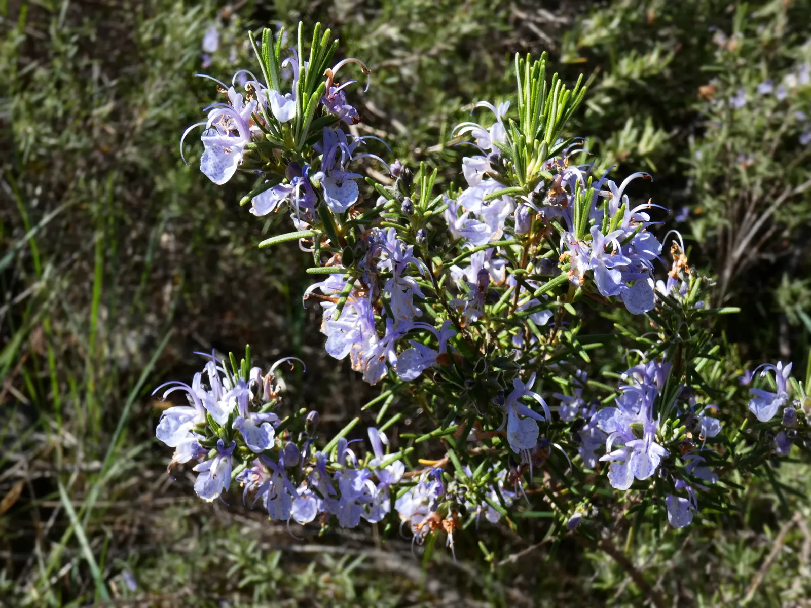 Rosemary (Rosmarinus Officinalis) — Hardy in USDA zones 8-10, rosemary pairs well with other Mediterranean plants in landscape designs; herb with blue blooms
