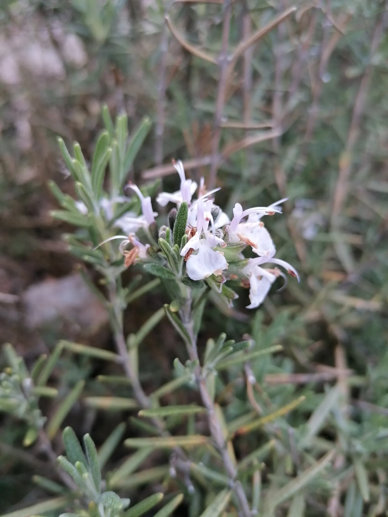 Rosemary (Rosmarinus Officinalis) — is a highly aromatic evergreen shrub; requiring a minimum of 6 to 8 hours of direct light daily