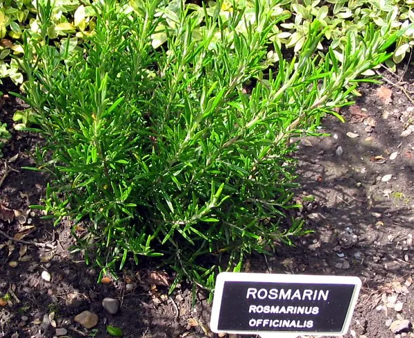 Rosemary (Rosmarinus Officinalis) — botanical name *Rosmarinus officinalis*; hardy in USDA zones 8-10, rosemary pairs well with other Mediterranean plants in