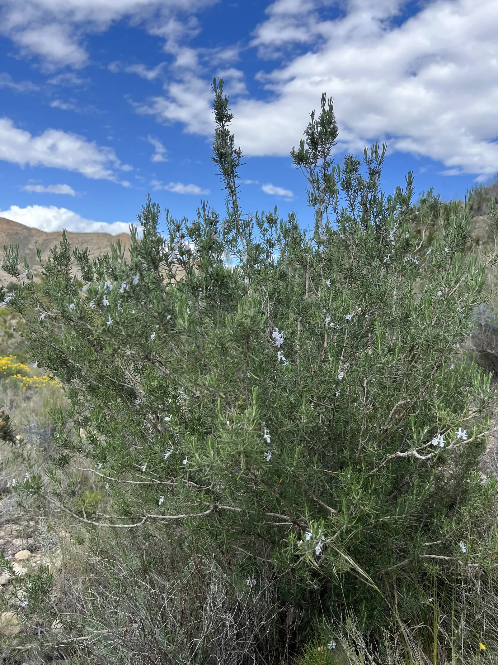 Rosemary (Rosmarinus Officinalis) — consider its utility as a border plant; renowned for its versatility and resilience in various landscape, image 116