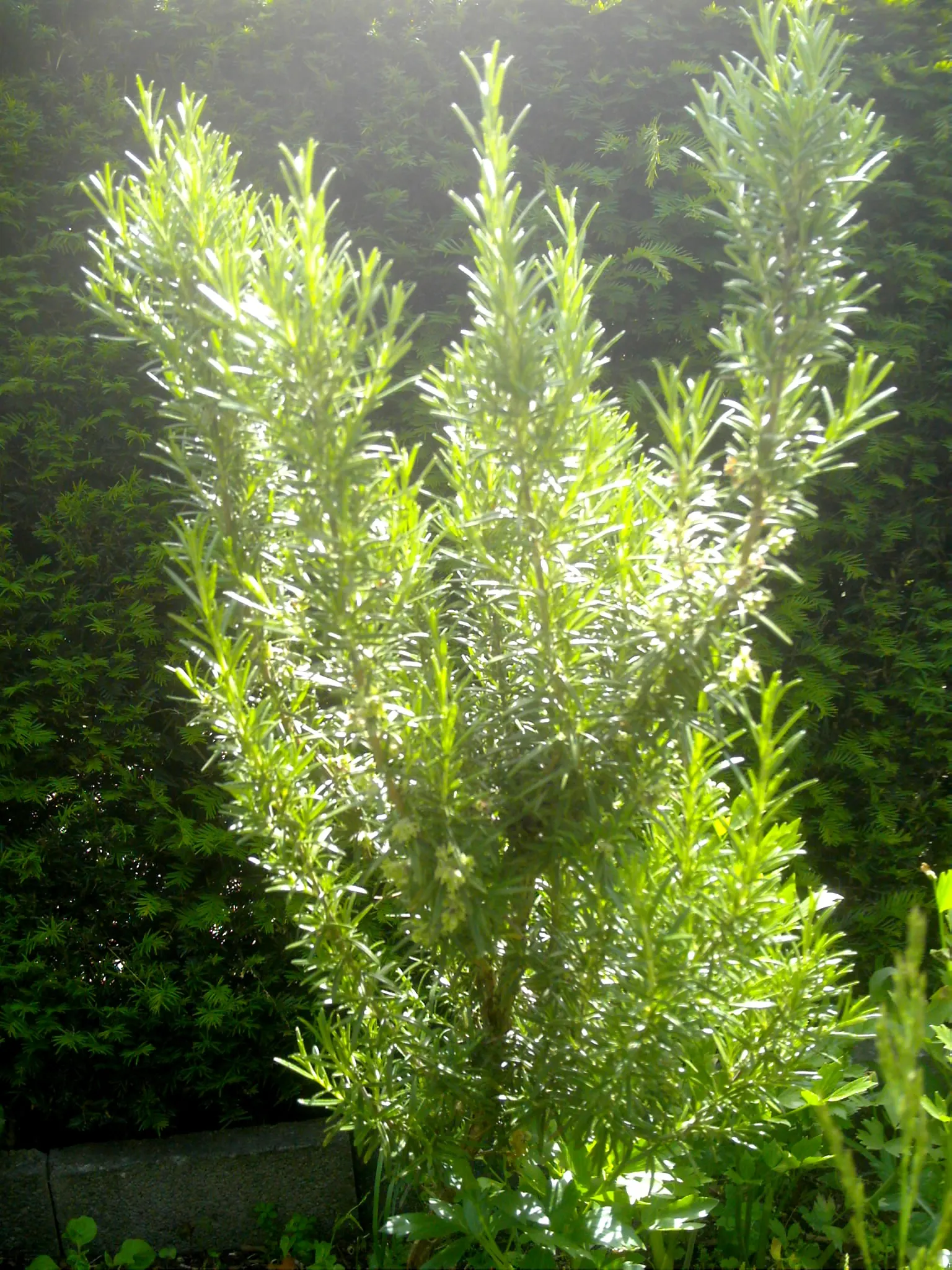 Rosemary (Rosmarinus Officinalis) — Its drought resistance makes it ideal for xeriscaping; in spring to early summer, it produces small, bee-attracting, blue