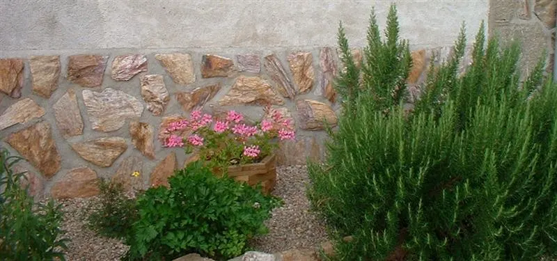 Rosemary (Rosmarinus Officinalis) — blue flowers in the garden