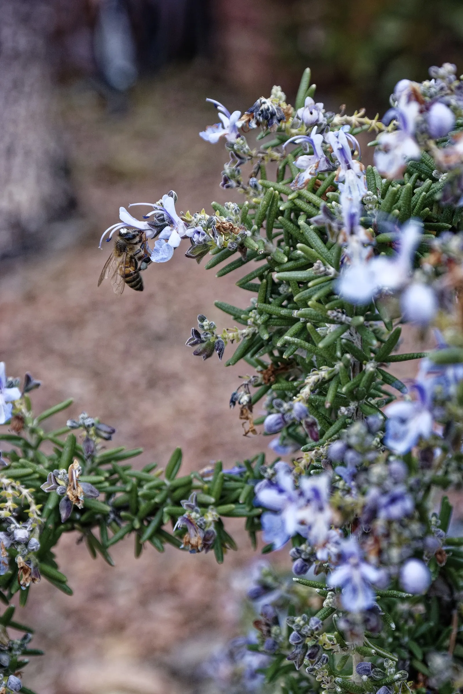 Rosemary (Rosmarinus Officinalis) — Thriving in full sun, it reaches heights of 3-5 feet with a spread of 2-4 feet