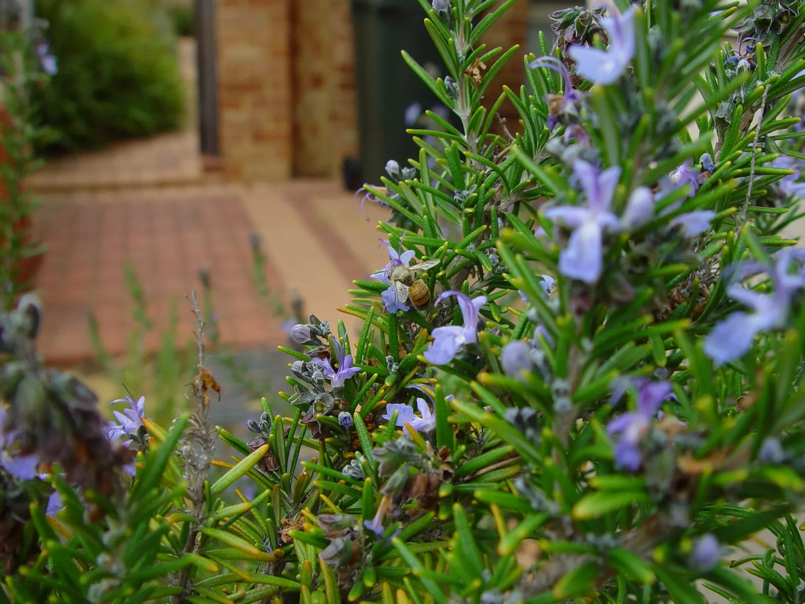 Rosemary (Rosmarinus Officinalis) — herb with blue blooms