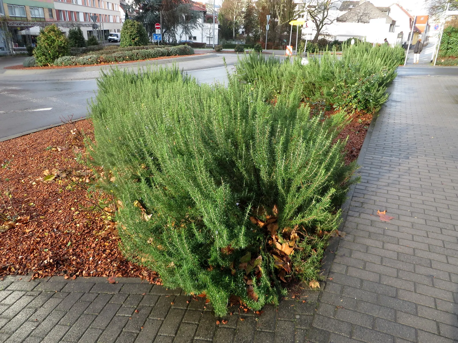 Rosemary (Rosmarinus Officinalis) — Thriving in full sun, it reaches heights of 3-5 feet with a spread of 2-4 feet; blue flowers in the garden