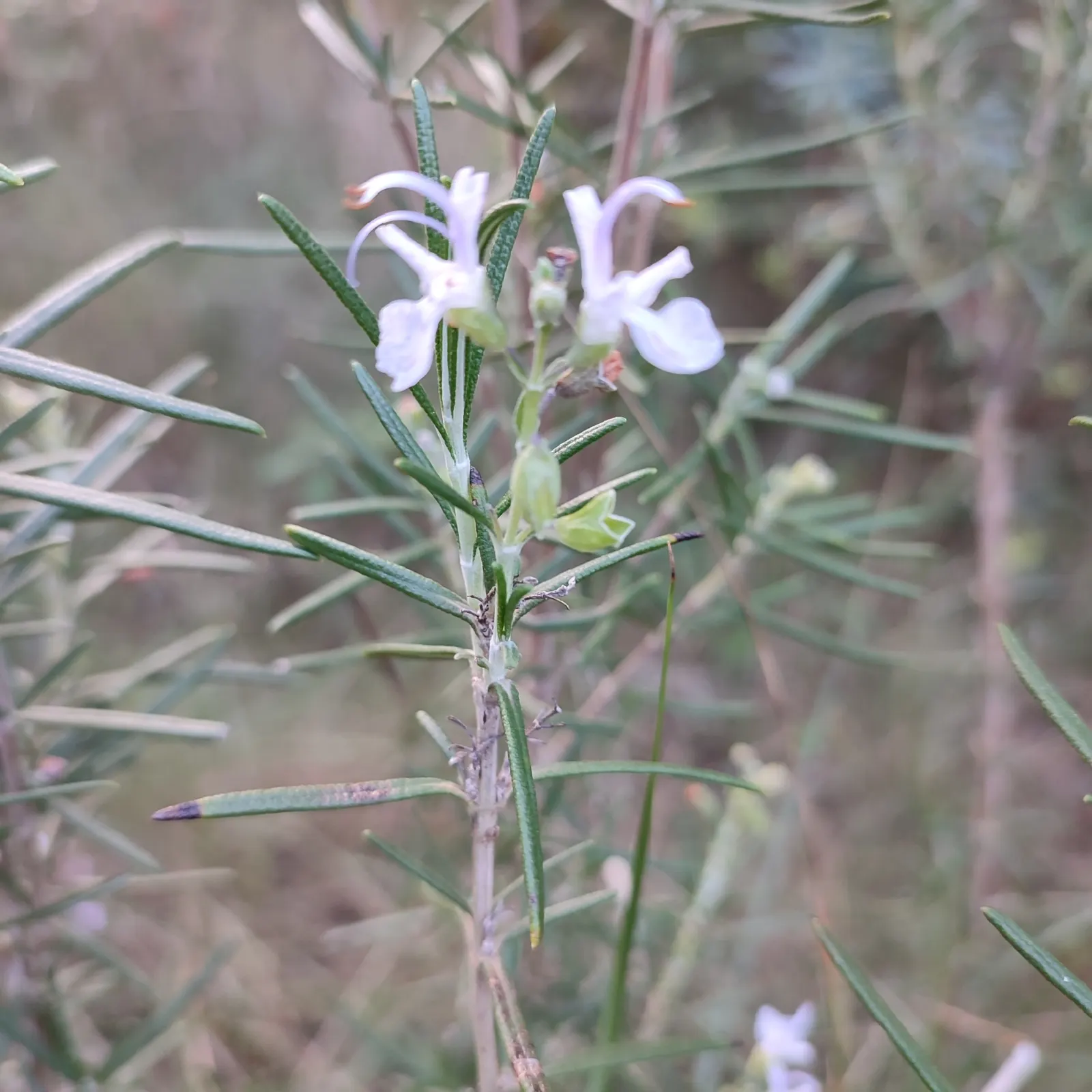 Rosemary (Rosmarinus Officinalis) — pale-blue to violet flowers that are particularly attractive to pollinators such as bees and butterflies
