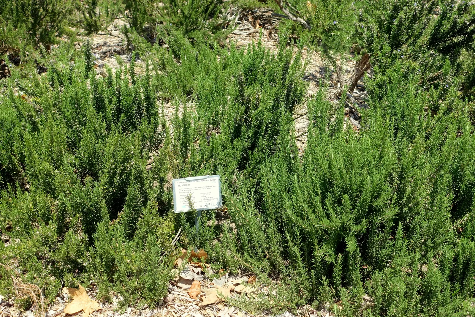 Rosemary (Rosmarinus Officinalis) — Its drought resistance makes it ideal for xeriscaping