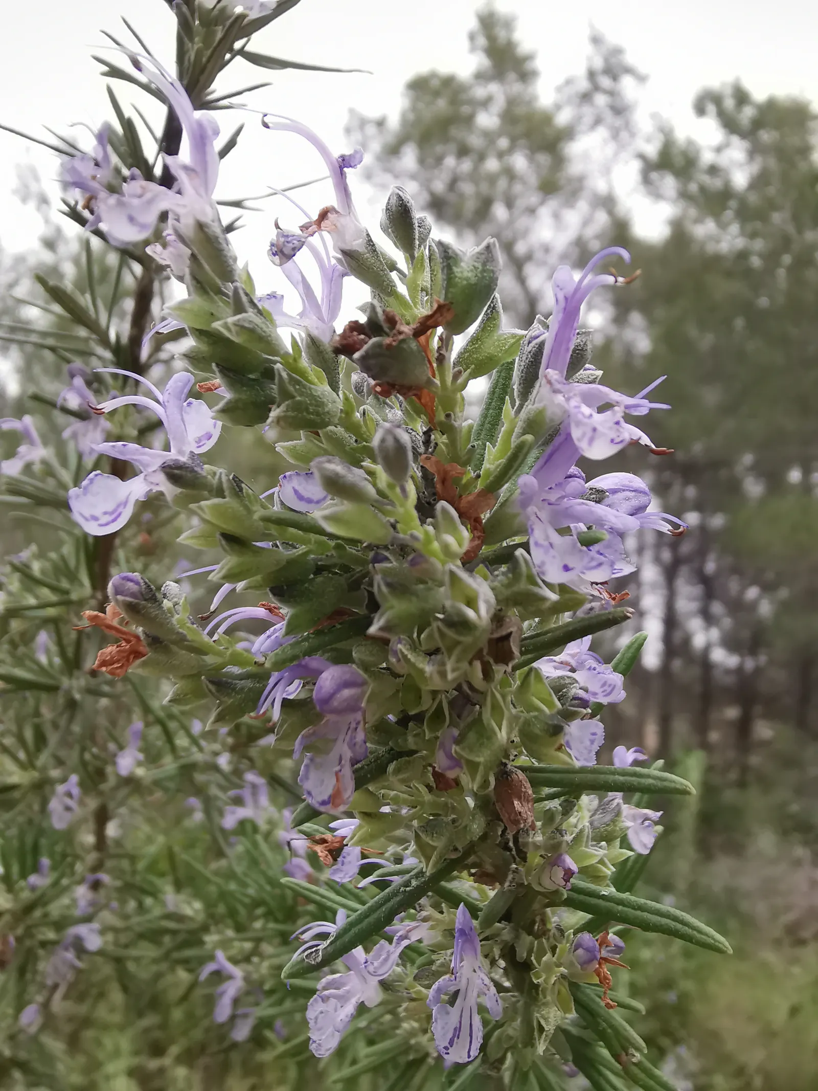 Rosemary (Rosmarinus Officinalis) — Rosemary (Rosmarinus officinalis) is a fragrant; its drought resistance makes it ideal for xeriscaping