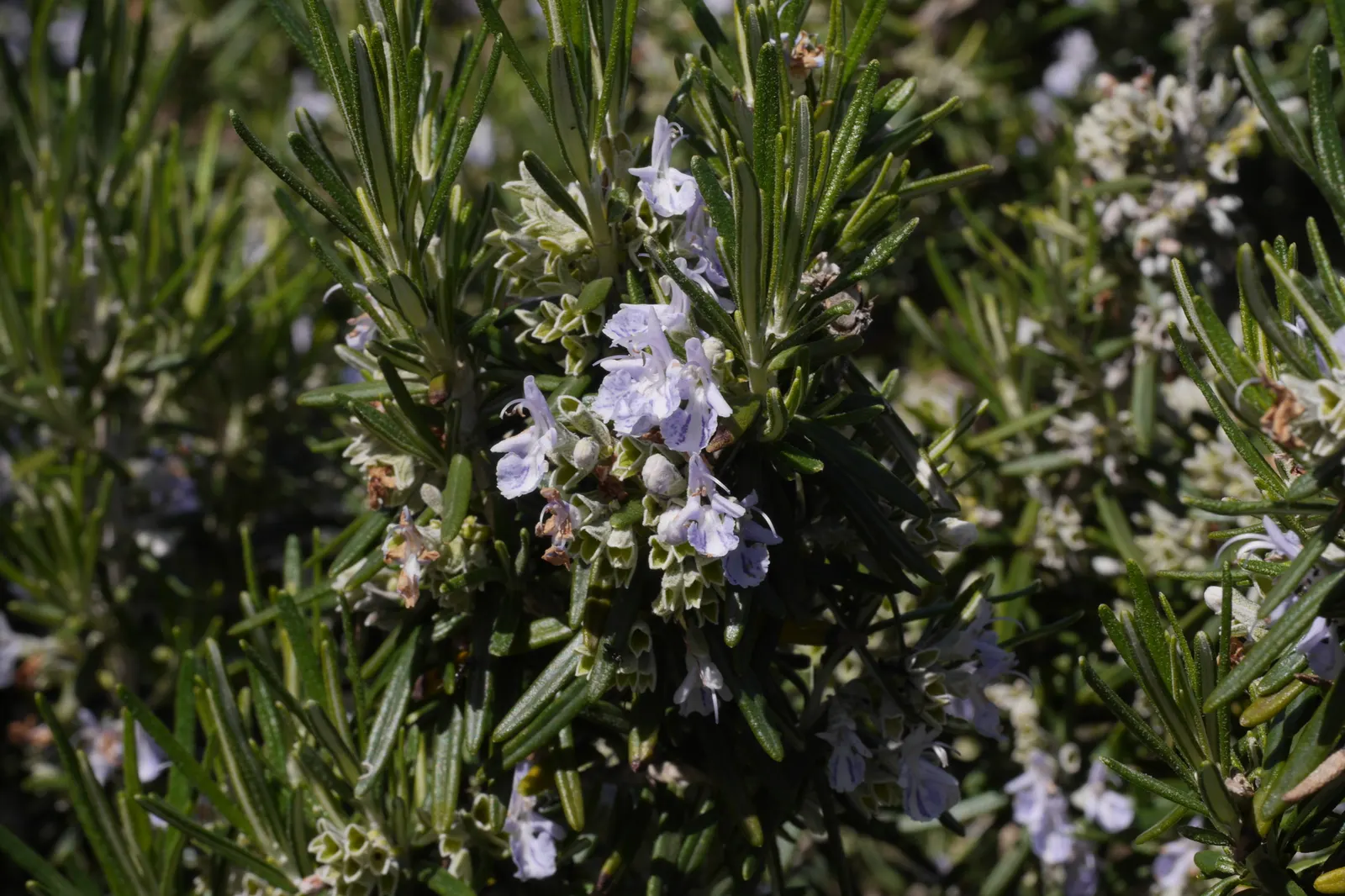Rosemary (Rosmarinus Officinalis) — herb for full