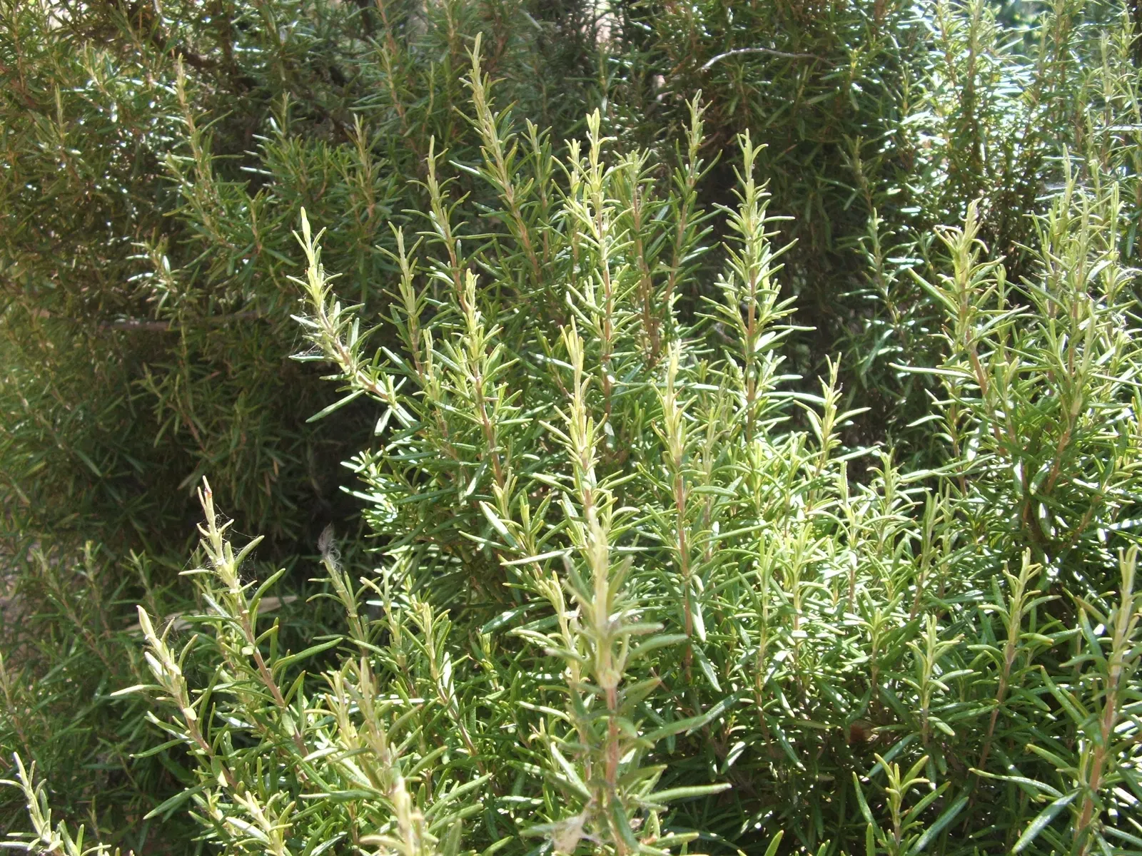 Rosemary (Rosmarinus Officinalis) — Rosemary's dense foliage of needle-like leaves provides a robust texture and a rich