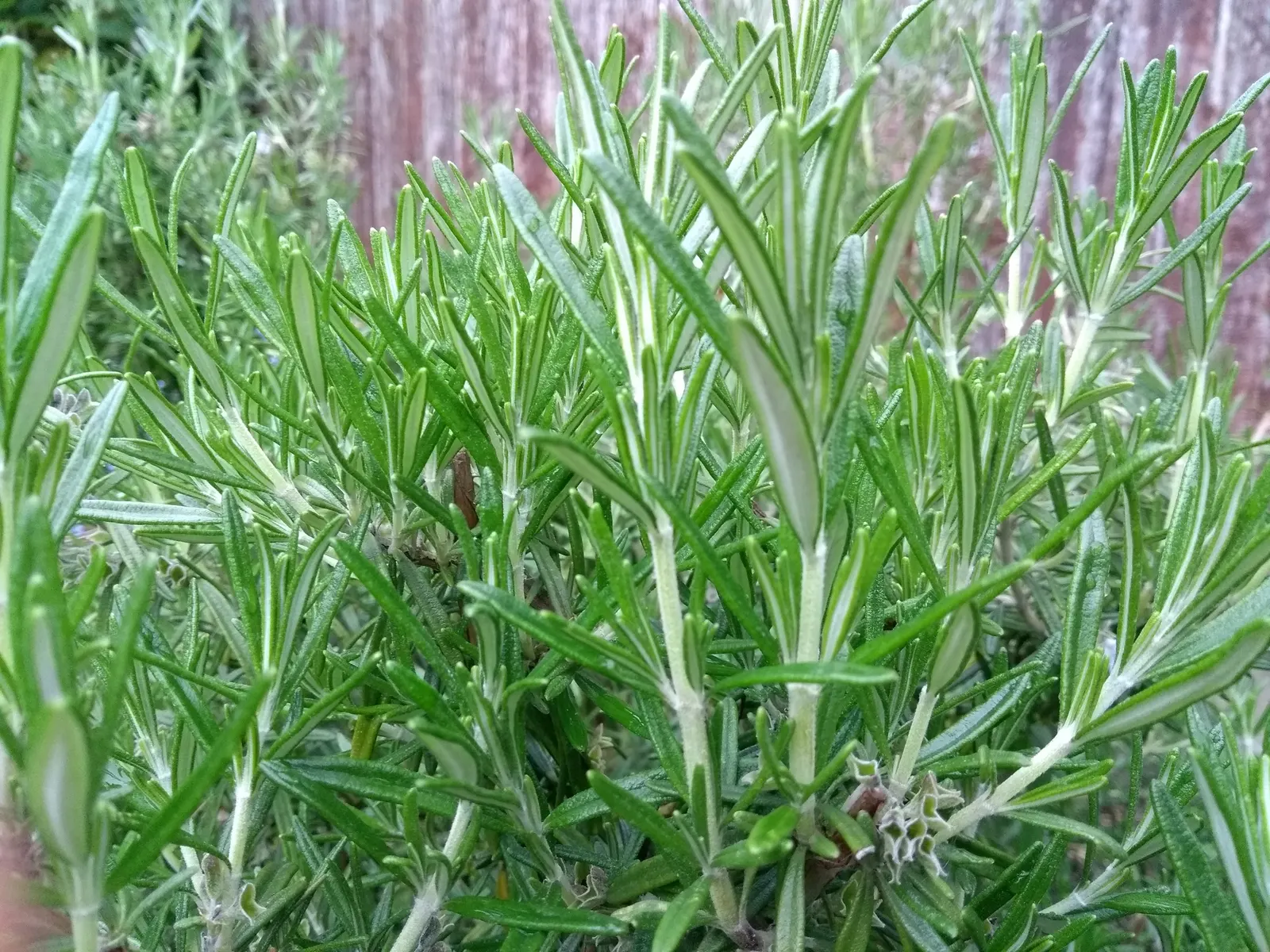 Rosemary (Rosmarinus Officinalis) — Rosemary thrives in well-drained soils and flourishes in full sun