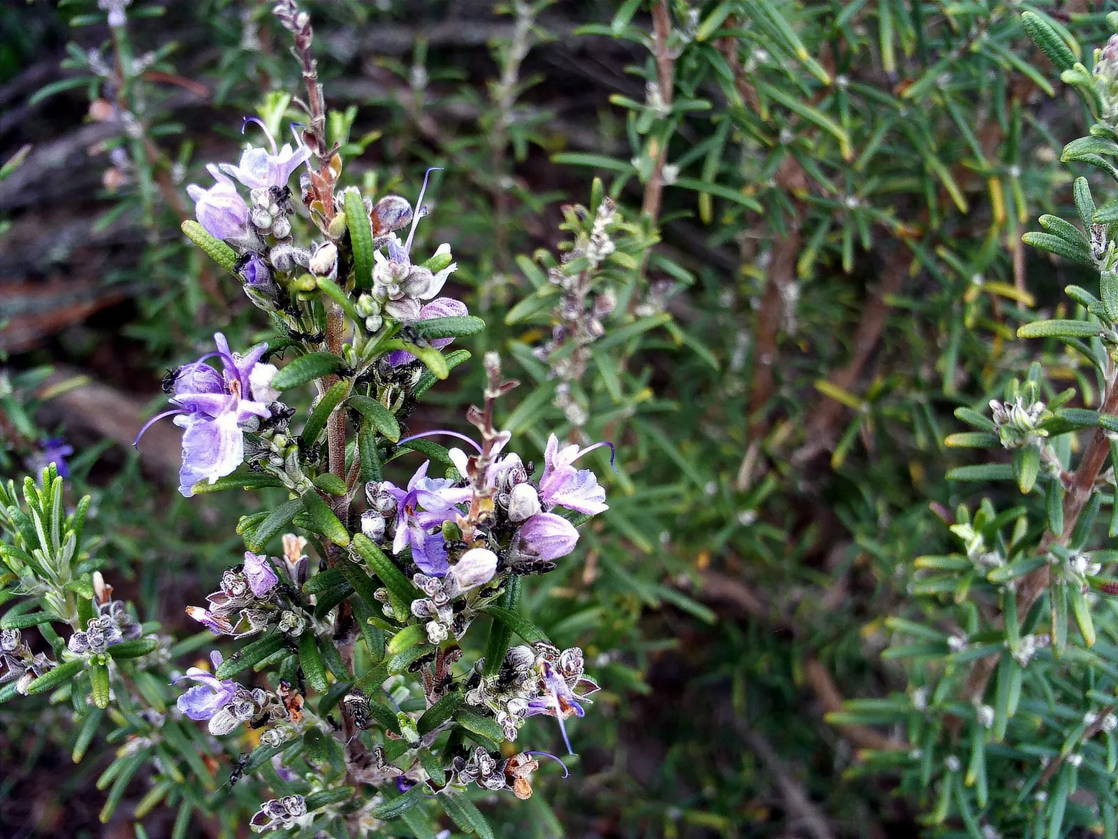 Rosemary (Rosmarinus Officinalis) — evergreen perennial herb valued for its needle-like leaves and woody stems