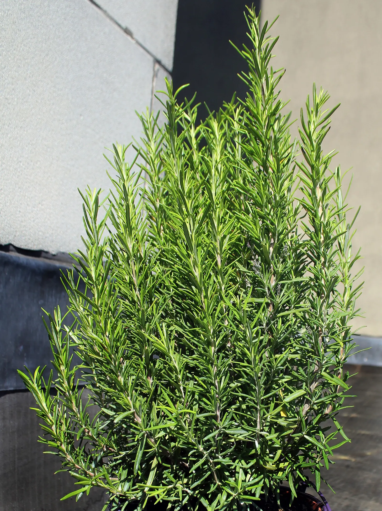Rosemary (Rosmarinus Officinalis) — or as a part of a herb garden or xeriscape