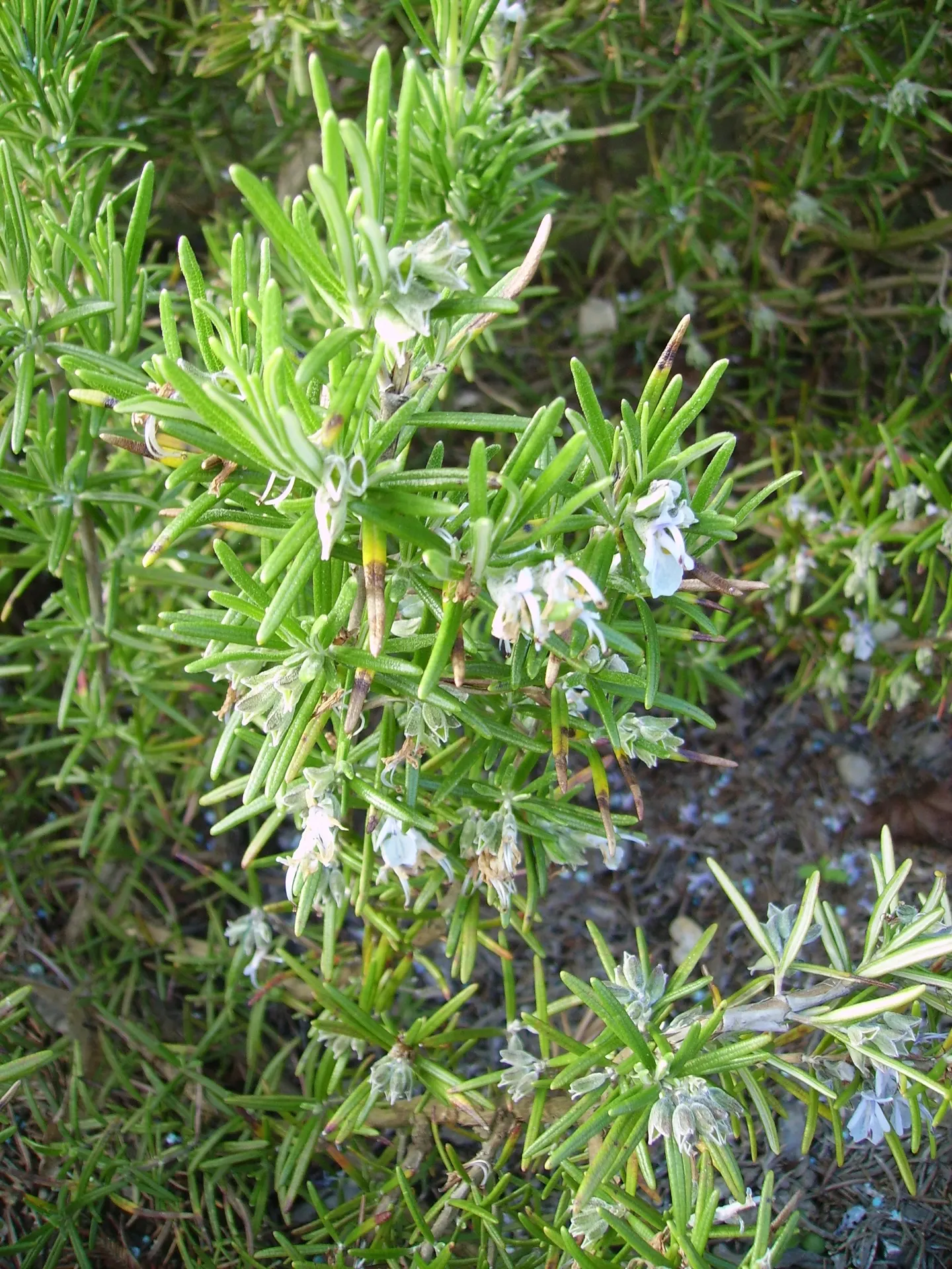 Rosemary (Rosmarinus Officinalis) — is a highly aromatic evergreen shrub