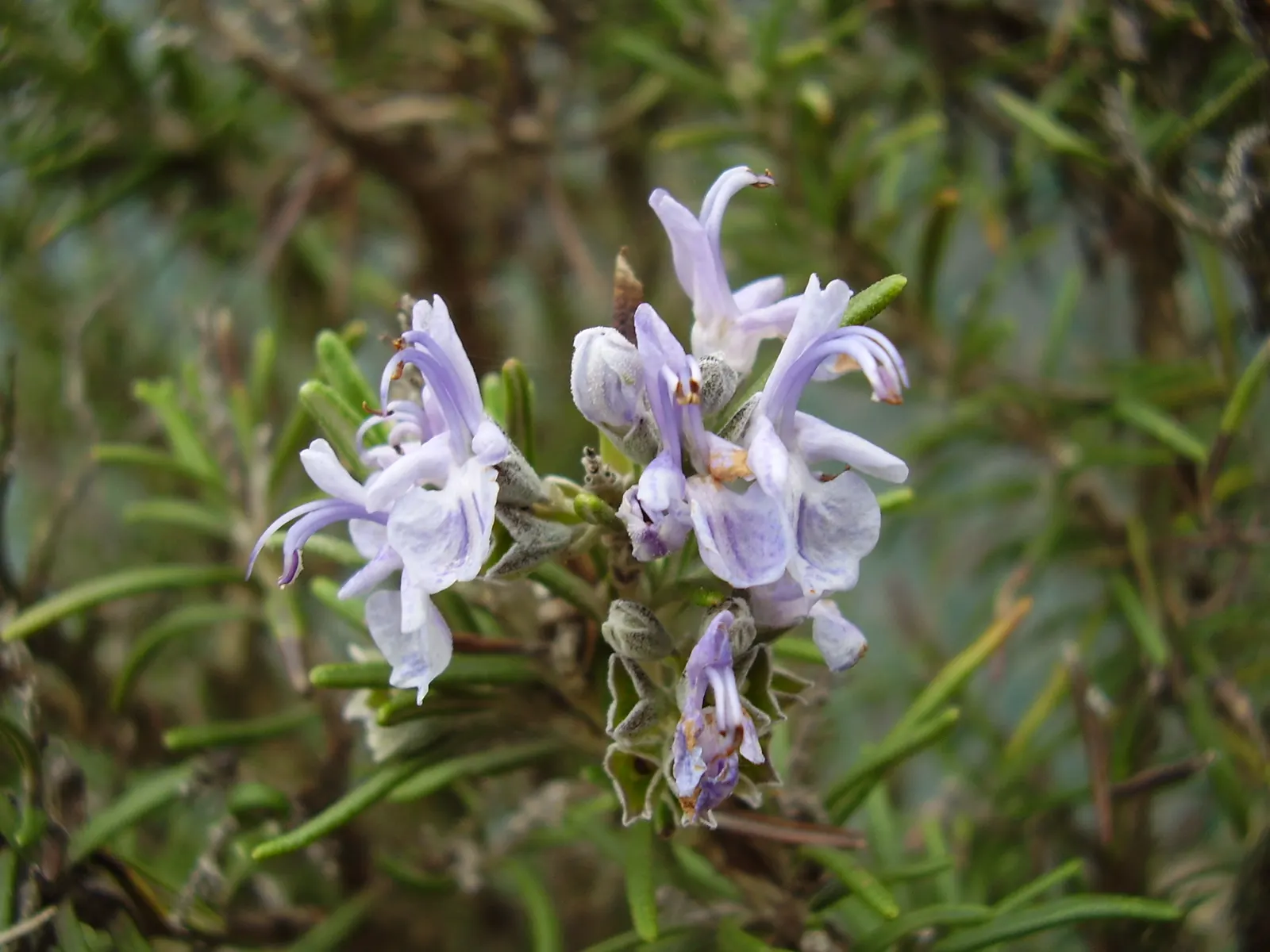 Rosemary (Rosmarinus Officinalis) — botanical name *Rosmarinus officinalis*