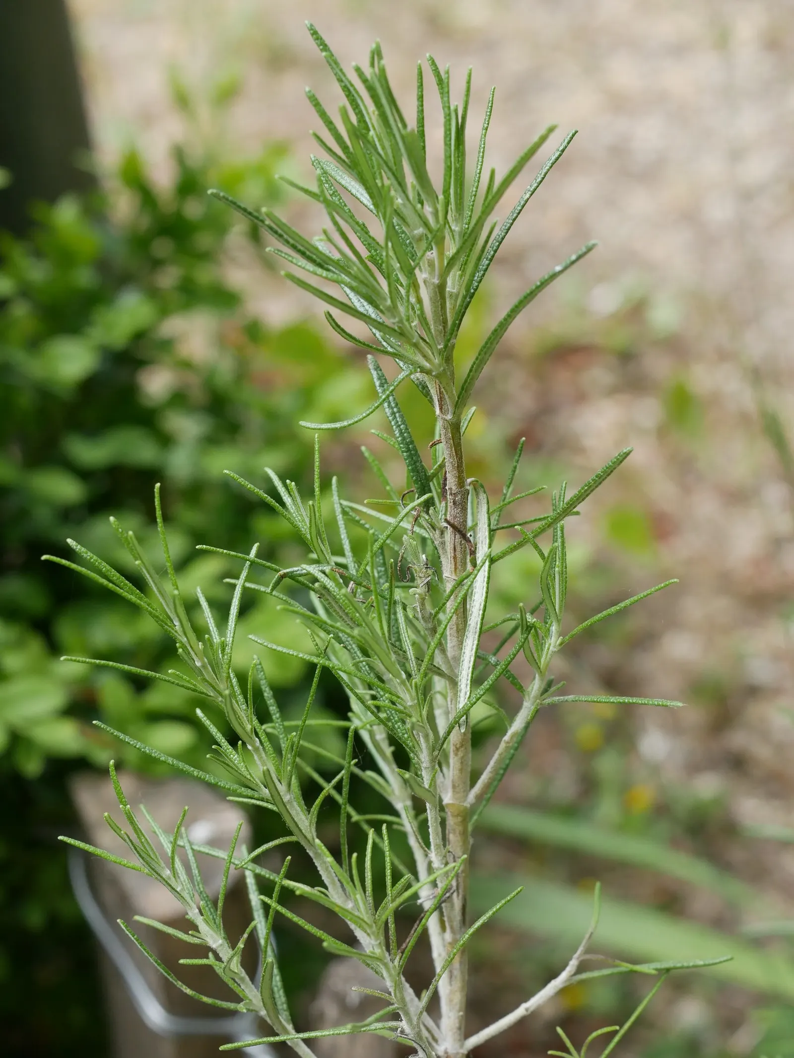 Rosemary (Rosmarinus Officinalis) — requiring a minimum of 6 to 8 hours of direct light daily