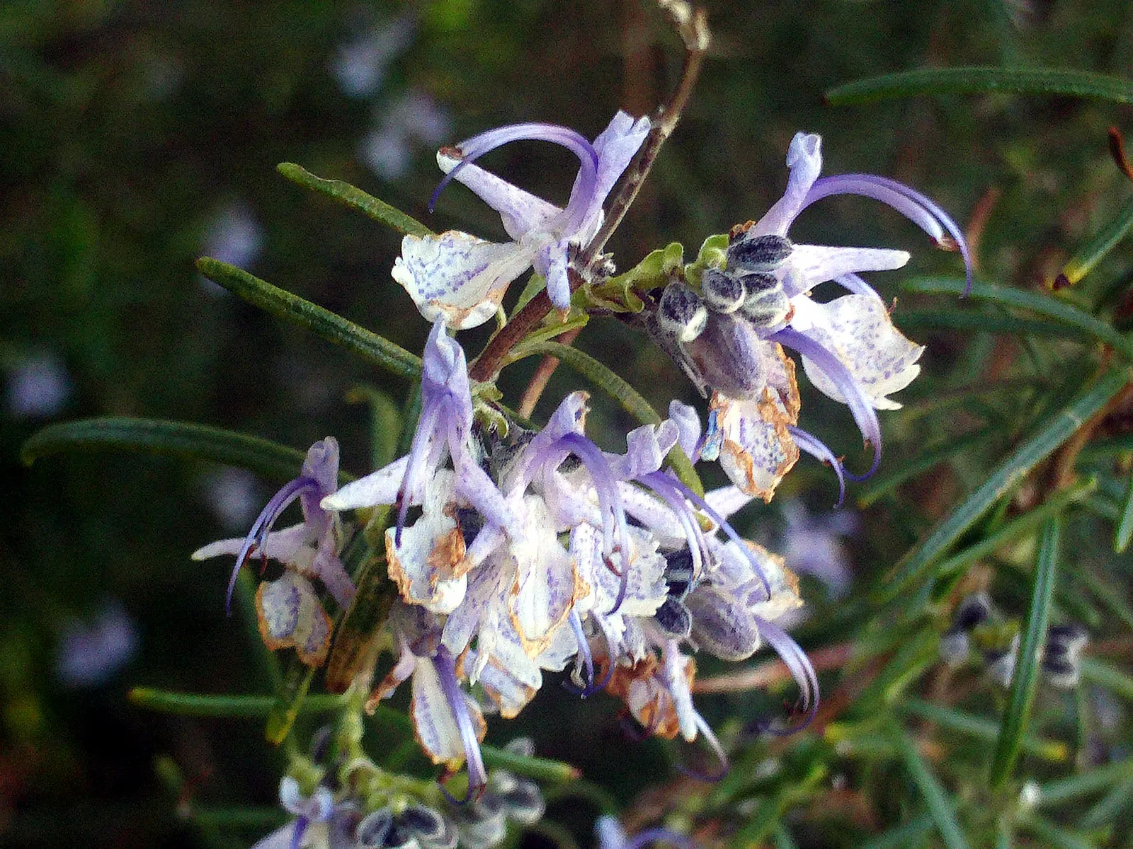 Rosemary (Rosmarinus Officinalis) — Hardy in USDA zones 8-10, rosemary pairs well with other Mediterranean plants in landscape designs