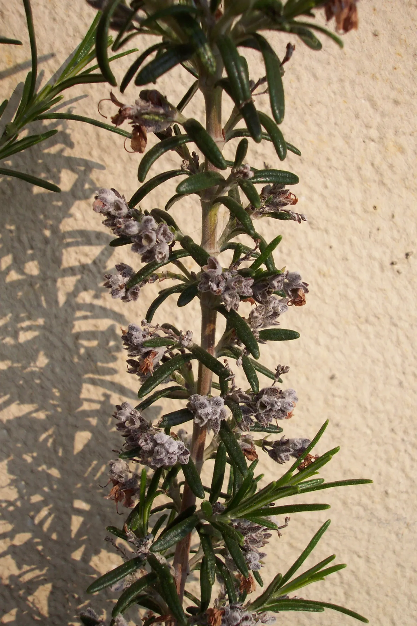 Rosemary (Rosmarinus Officinalis) — Typically reaching heights of 3 to 5 feet with a comparable spread