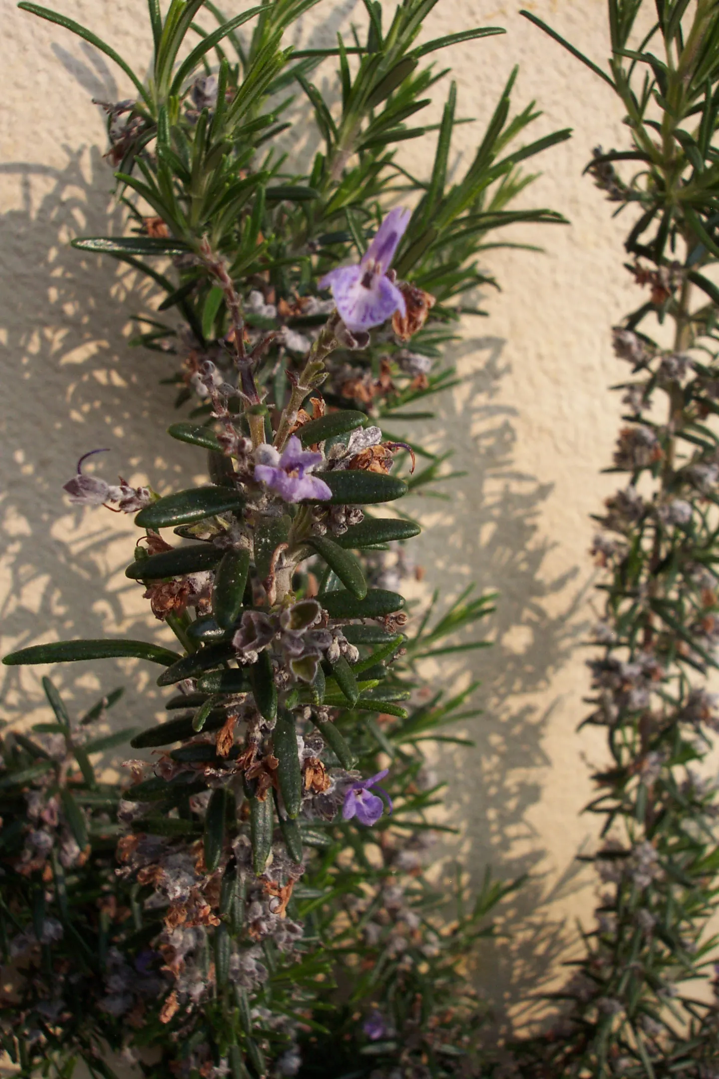 Rosemary (Rosmarinus Officinalis) — renowned for its versatility and resilience in various landscape settings