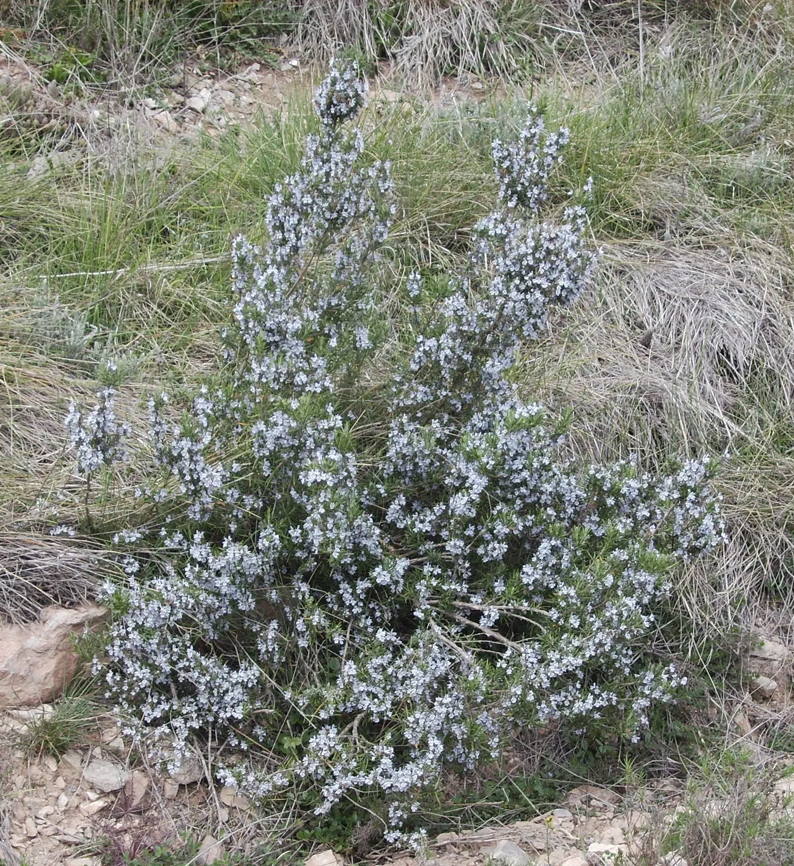 Rosemary (Rosmarinus Officinalis) — This sun-loving perennial is hardy in USDA zones 7 through 10 and tolerates a wide temperature range