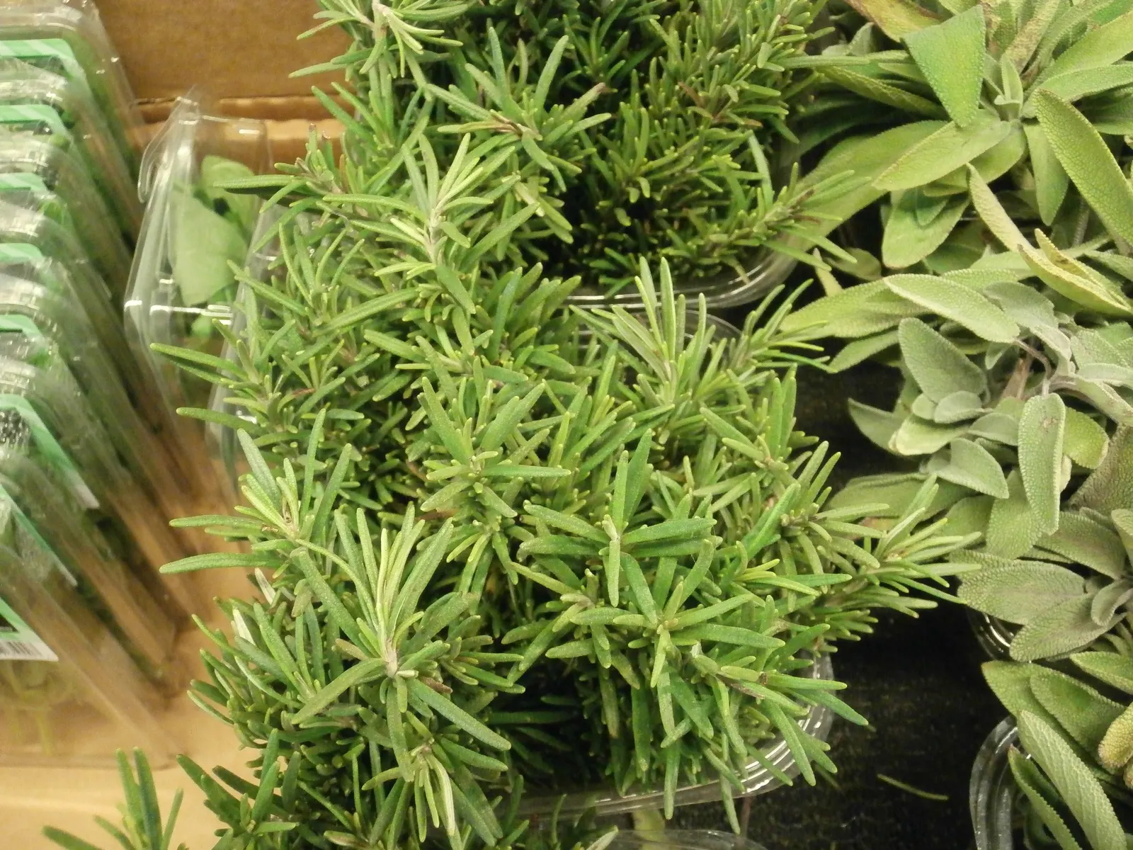Rosemary (Rosmarinus Officinalis) — renowned for its versatility and resilience in various landscape settings; herb for full, image 109