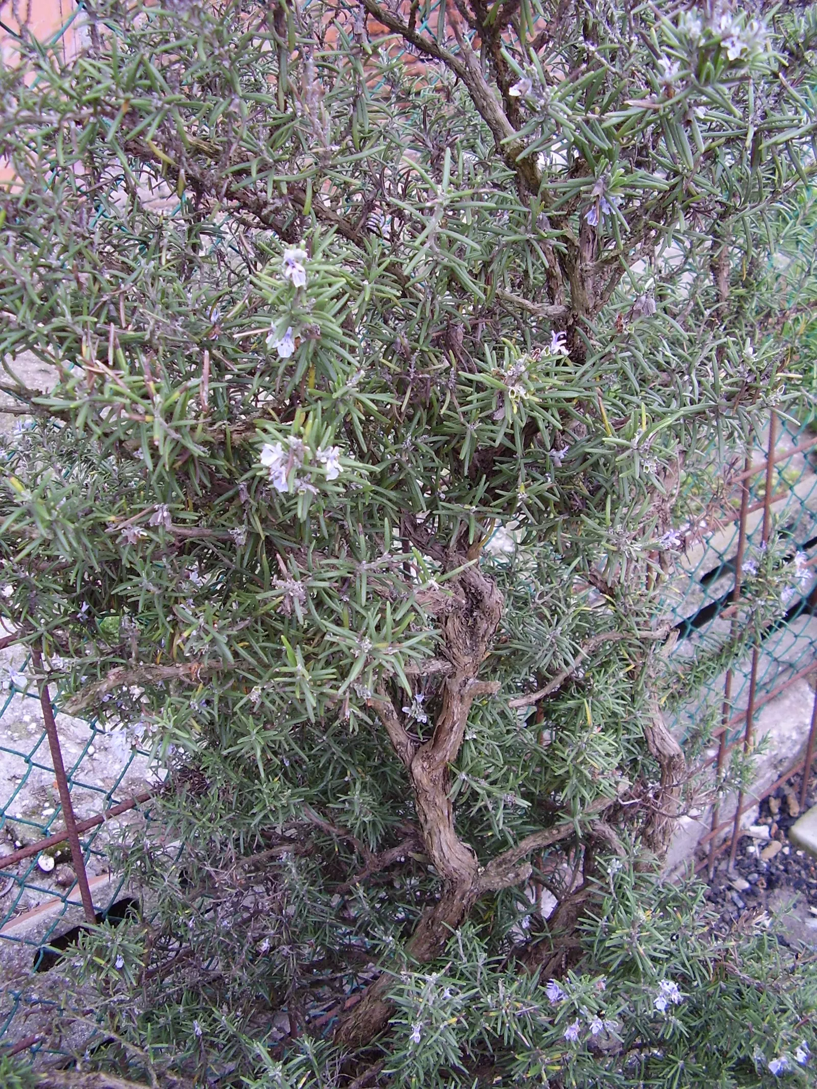 Rosemary (Rosmarinus Officinalis) — Rosemary (Rosmarinus officinalis) is a fragrant