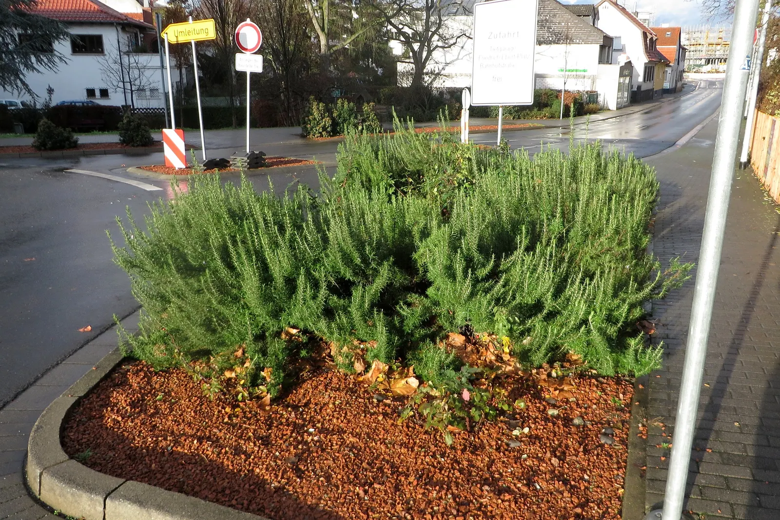 Rosemary (Rosmarinus Officinalis) — consider its utility as a border plant