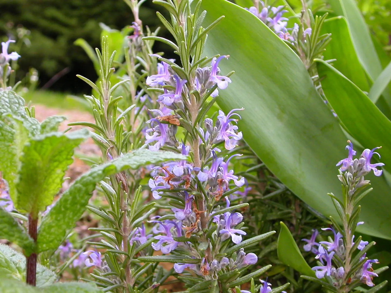 Rosemary (Rosmarinus Officinalis) — evergreen perennial herb valued for its needle-like leaves and woody stems; rosemary's dense foliage of needle-like leaves