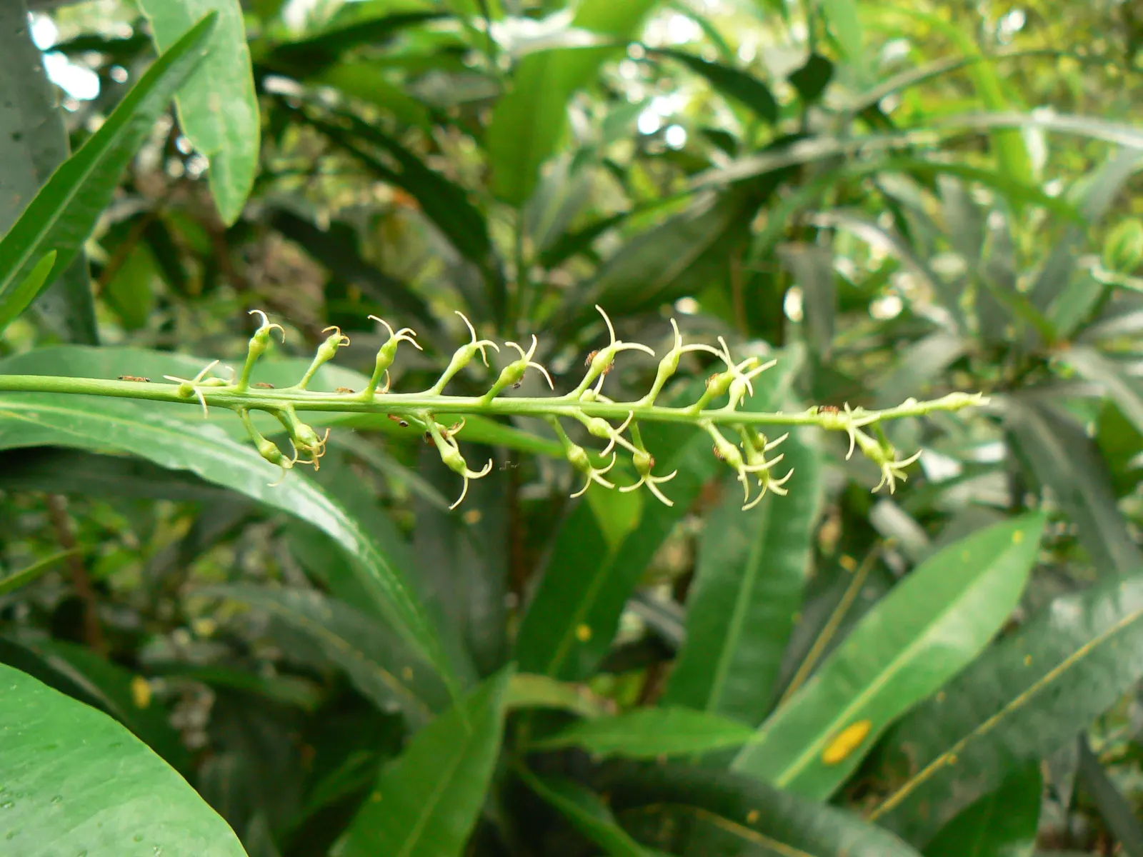 Spurge Laurel (Daphne Laureola) — this plant thrives in part to full shade