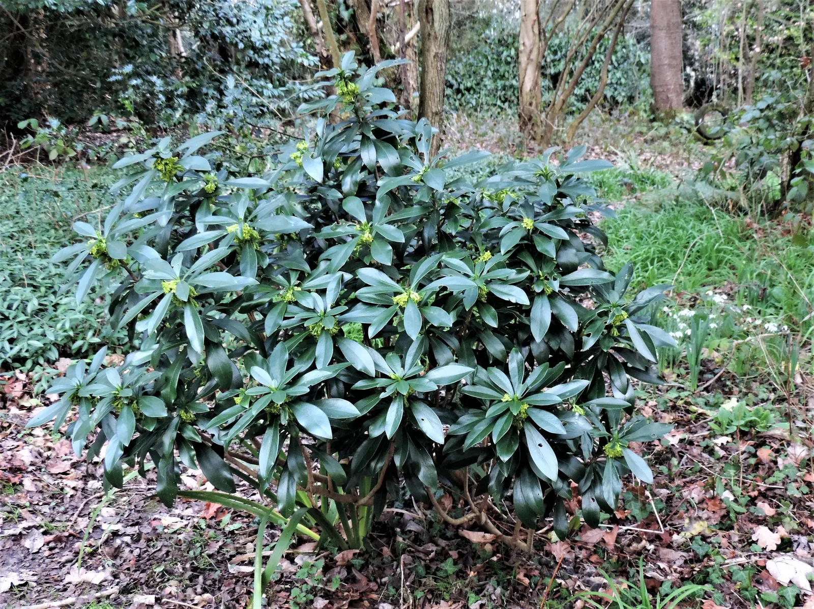 Spurge Laurel (Daphne Laureola) — Caution: all parts are toxic if ingested; skin contact may cause irritation