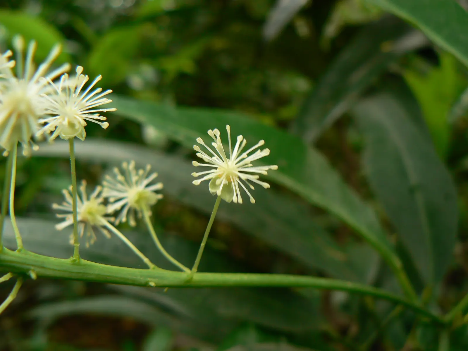Spurge Laurel (Daphne Laureola) — Suitable for understory settings and shaded areas in USDA zones 7-9