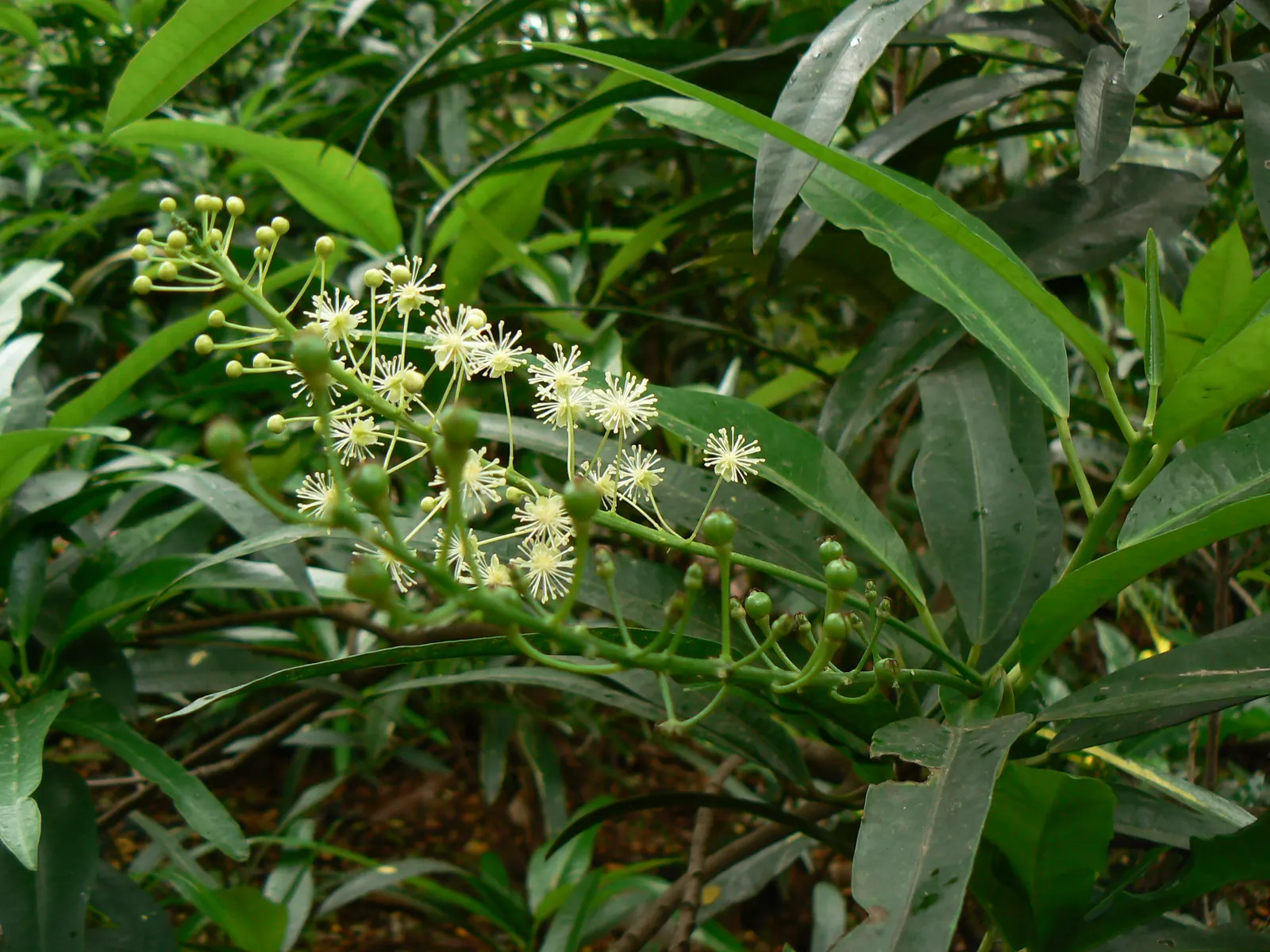 Spurge Laurel (Daphne Laureola) — greenish-yellow flowers blooming in late winter to early spring