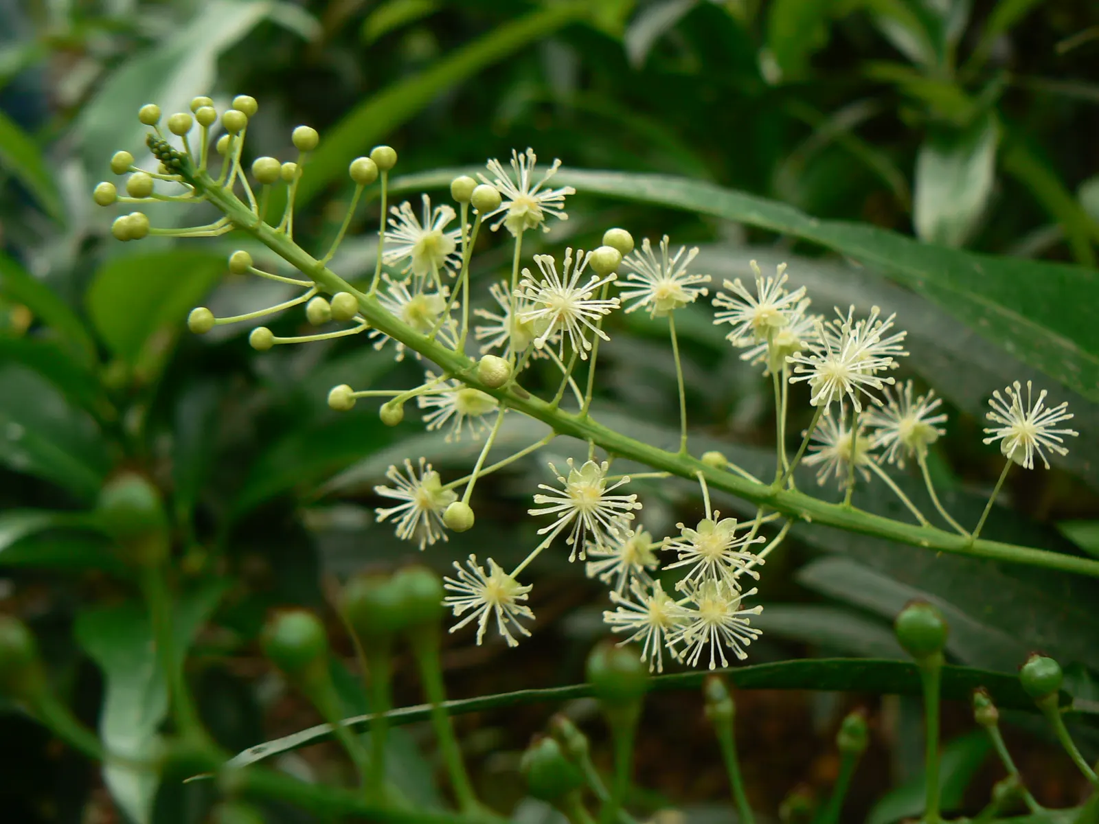 Spurge Laurel (Daphne Laureola) — Spurge Laurel (Daphne laureola) is an evergreen shrub, growing to 3-4 feet high with a similar spread