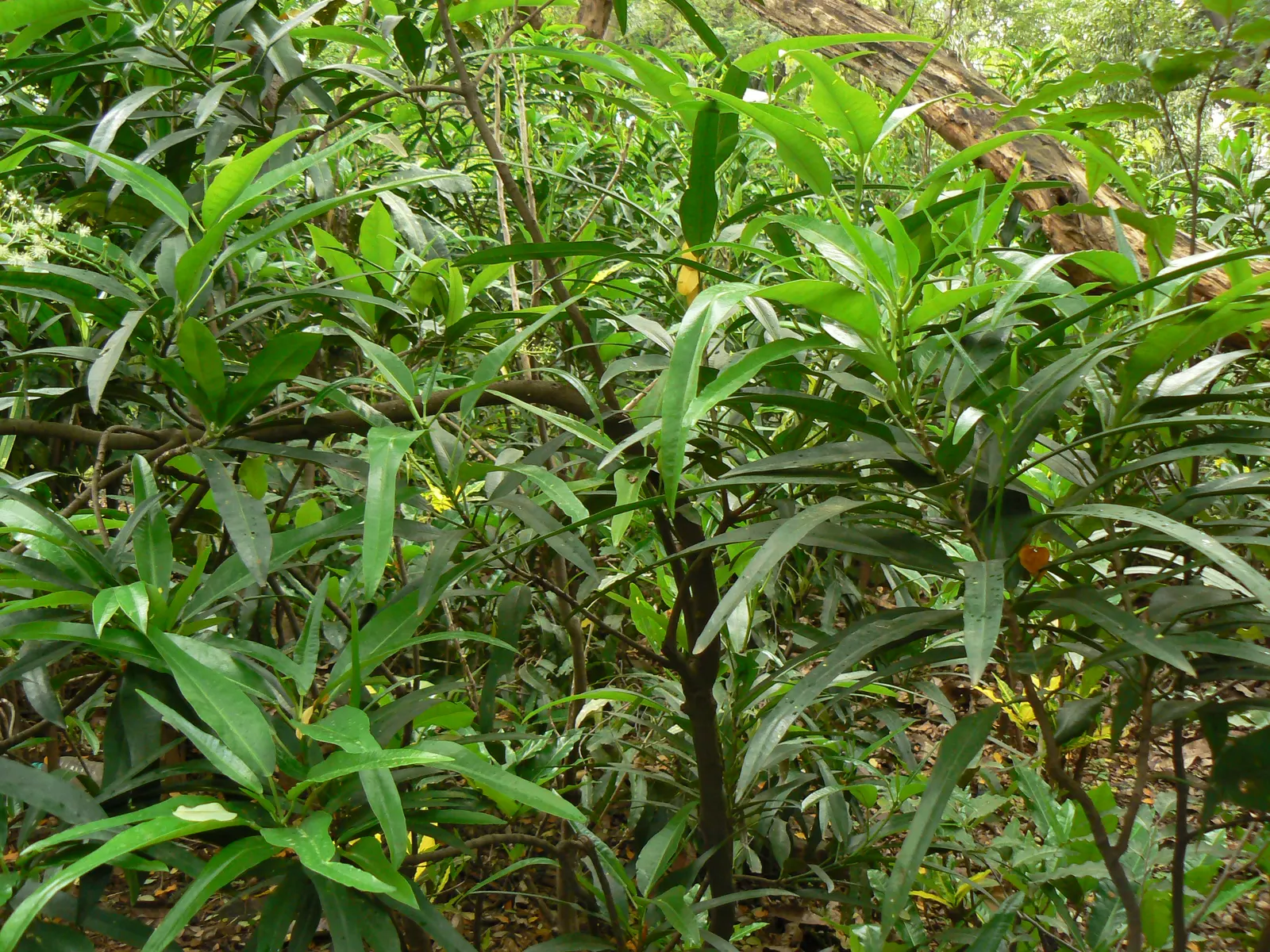 Spurge Laurel (Daphne Laureola) — Prized for its glossy green leaves and fragrant