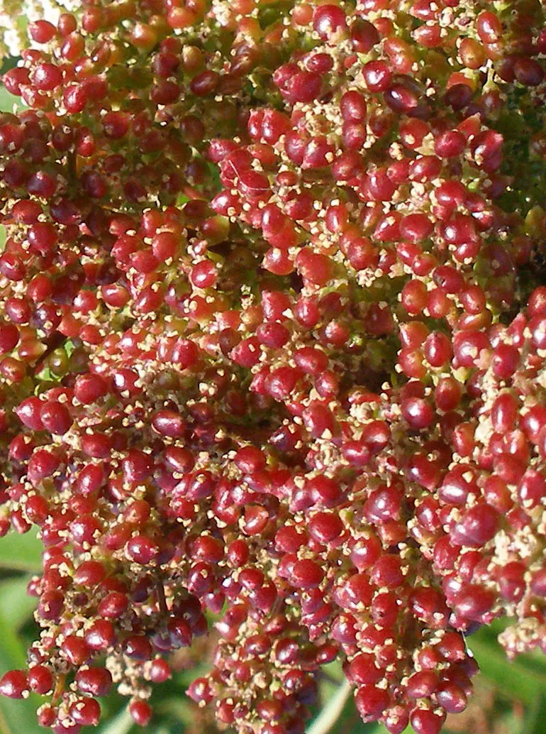Laurel Sumac (Malosma Laurina) — scientifically identified as Malosma laurina