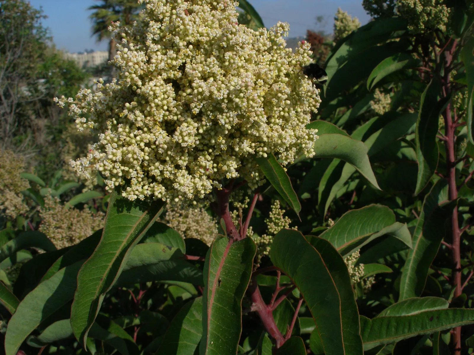 Laurel Sumac (Malosma Laurina) — Avoid planting in areas prone to frost