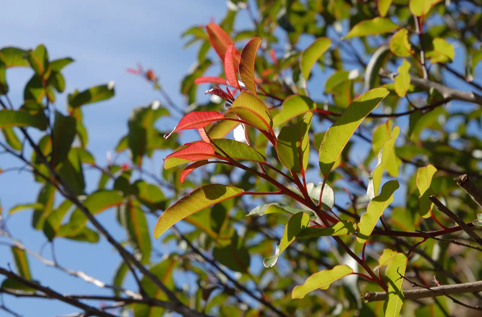 Laurel Sumac (Malosma Laurina) — It features glossy, aromatic leaves and clusters of small, creamy-white flowers in spring