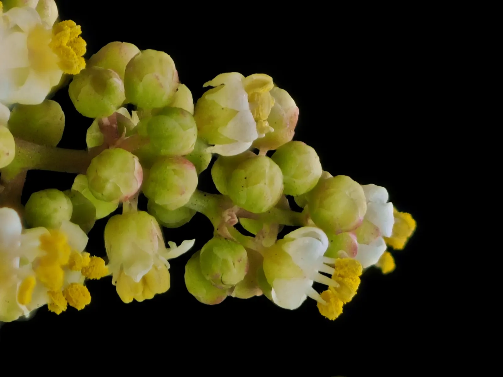 Laurel Sumac (Malosma Laurina) — This plant can reach up to 10 feet in height and 8 feet in width