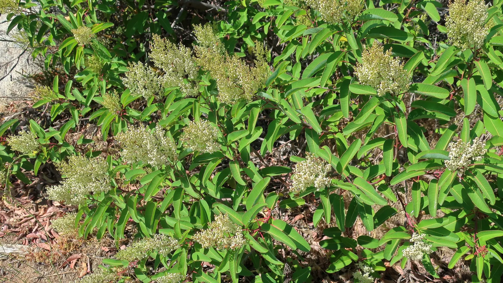 Laurel Sumac (Malosma Laurina) — Ideal for adding texture and year-round greenery to water-wise gardens