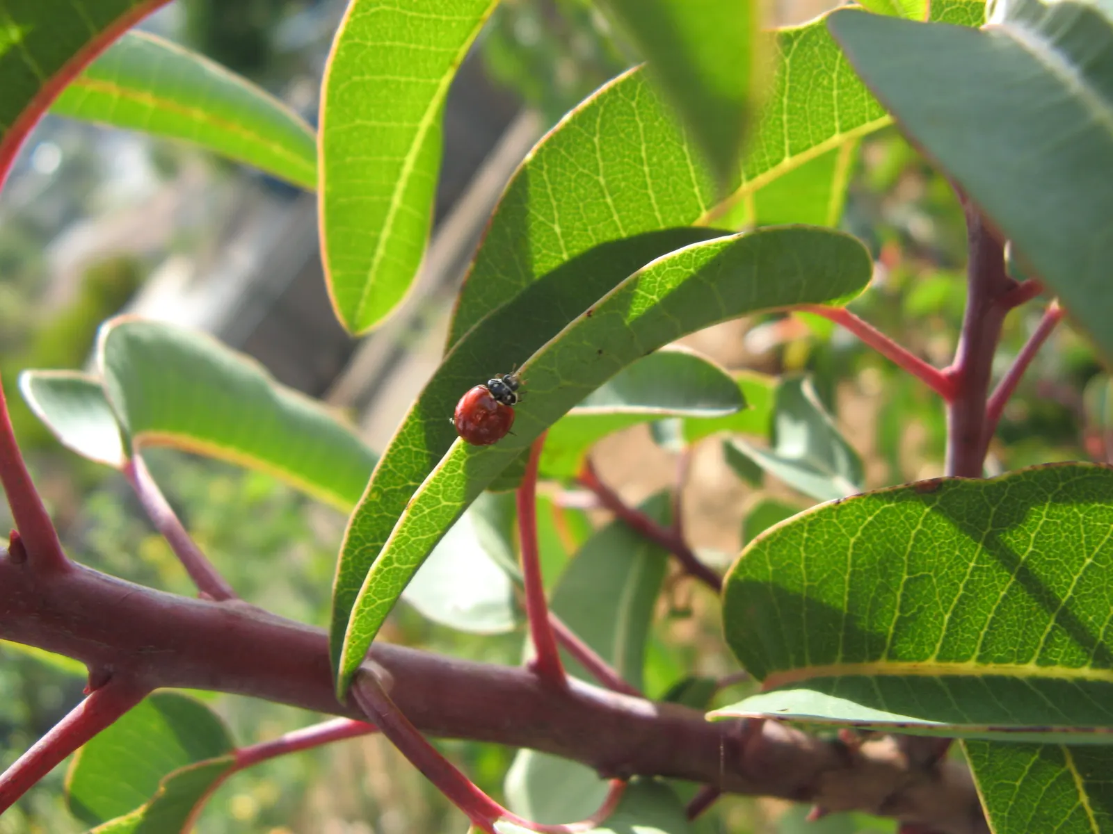 Laurel Sumac (Malosma Laurina) — The Laurel Sumac, Malosma laurina, is a robust evergreen shrub native to California coastal regions
