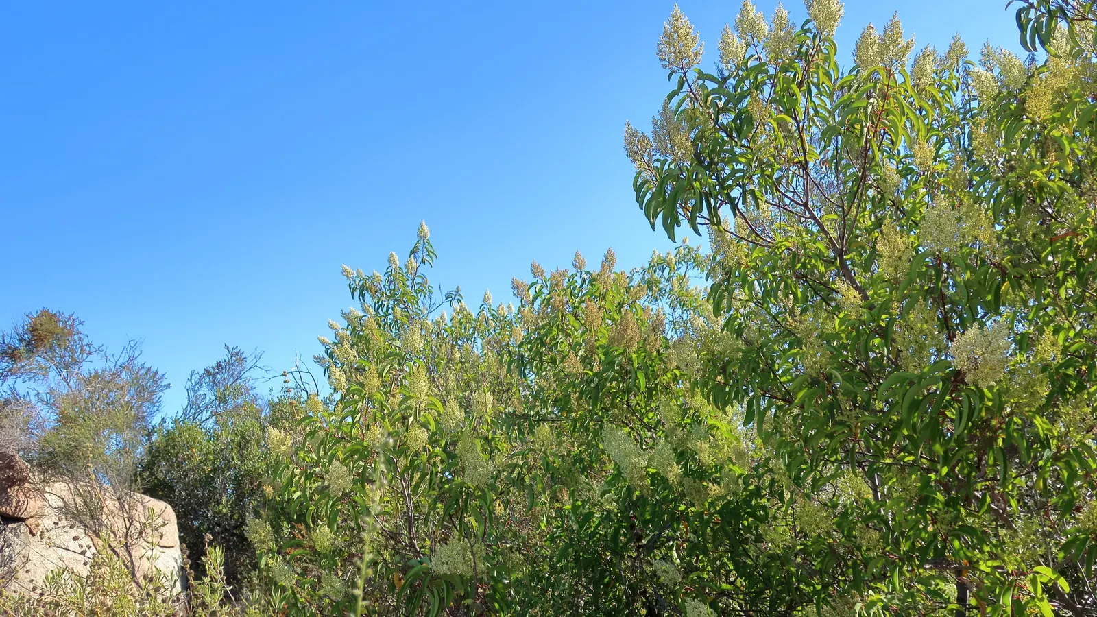 Laurel Sumac (Malosma Laurina) — Drought-tolerant once established, it thrives in full sun and well-drained soils