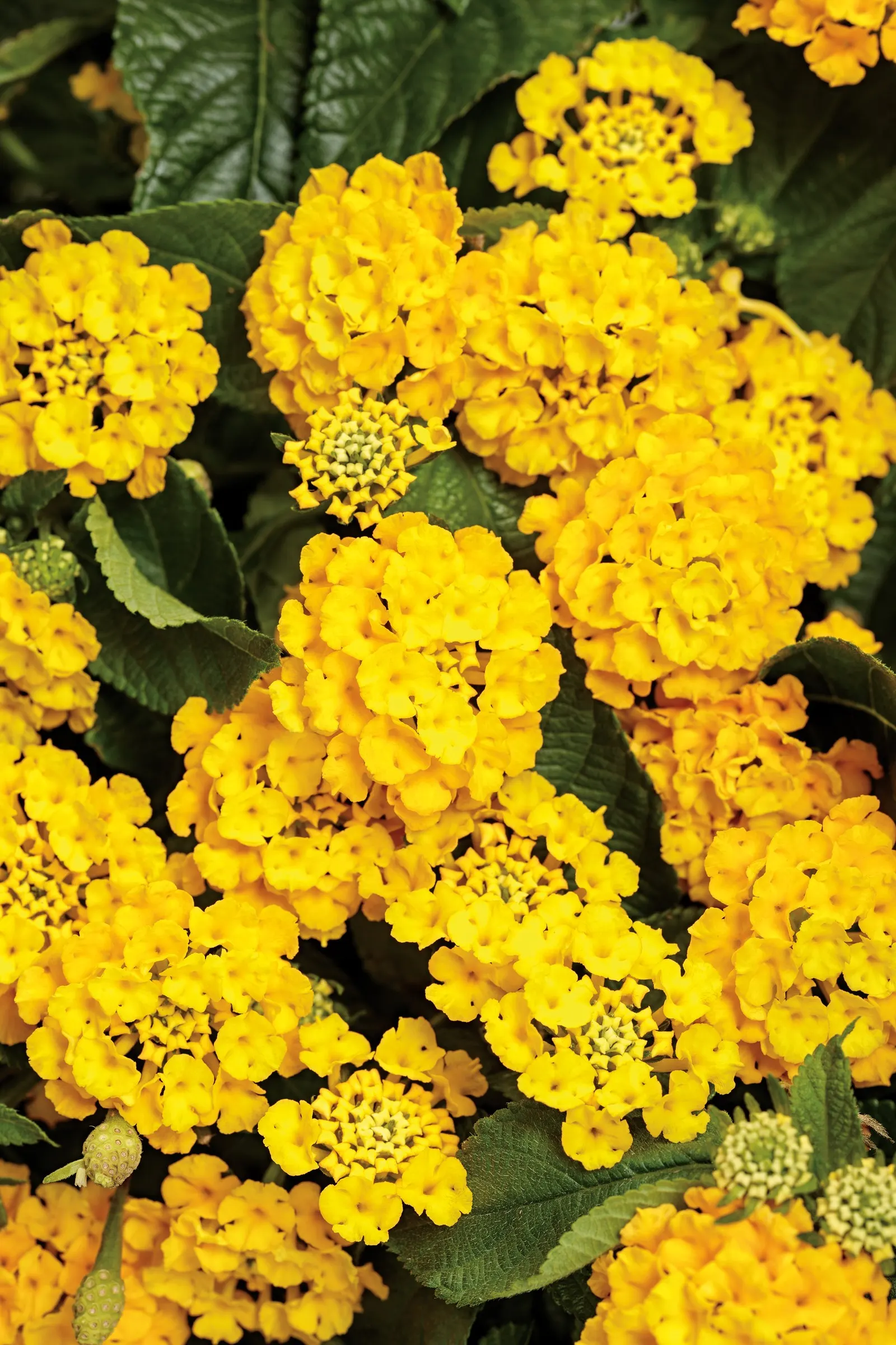 Royale Lemon Tart™ Lantana (Lantana camara) — Some also appreciate the fresh